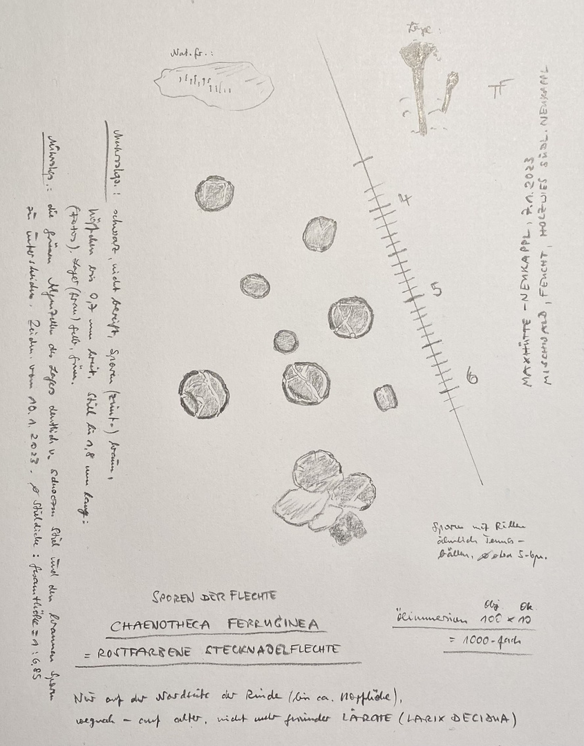 (3) Die Rostfarbene Stecknadelflechte ( Chaenotheca ferruginea) ...