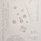 (3) Die Rostfarbene Stecknadelflechte ( Chaenotheca ferruginea) ...