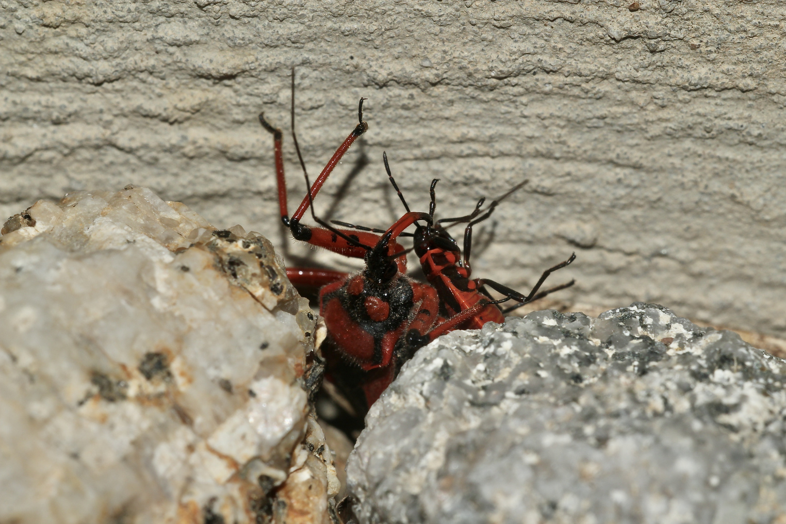 (3) Die Rote Mordwanze (Rhynocoris iracundus) ...