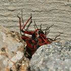 (3) Die Rote Mordwanze (Rhynocoris iracundus) ...