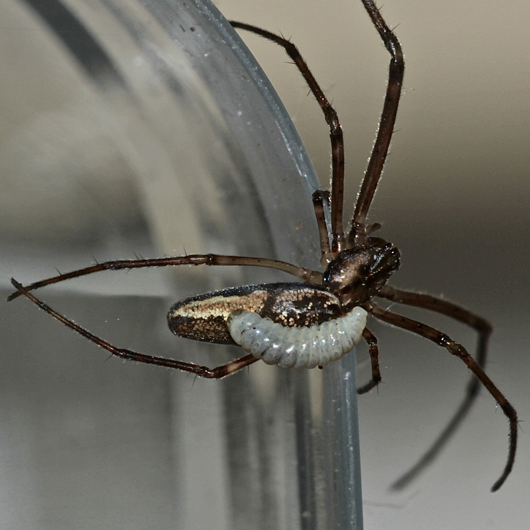 (3) Die Schlupfwespenlarve auf der Berg-Streckerspinne (Tetragnatha montana) heute ...