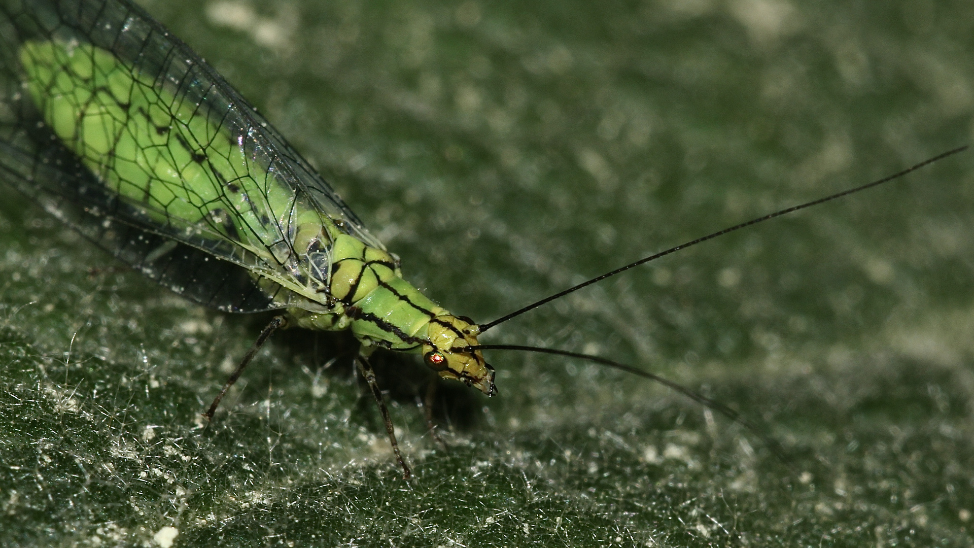 (3) Die schöne Florfliege HYPOCHRYSA ELEGANS ...