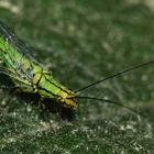 (3) Die schöne Florfliege HYPOCHRYSA ELEGANS ...