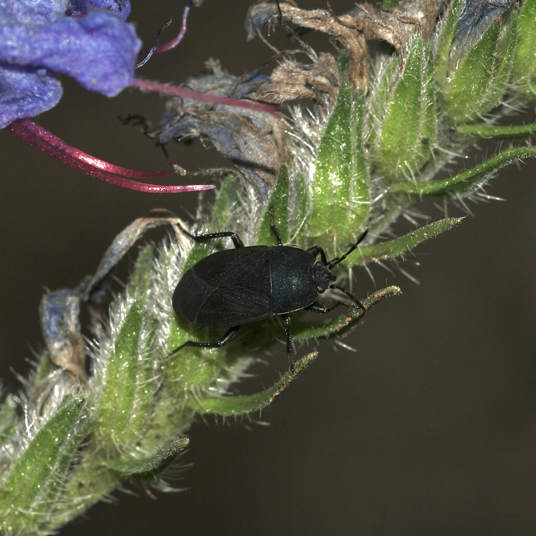 (3) Die seltene Borretsch-Wanze (Aellopus atratus)