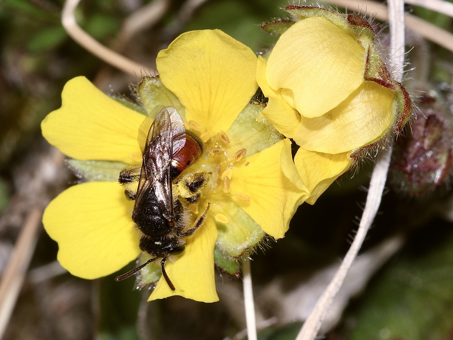 (3) Die seltene Fingerkraut-Sandbiene (Andrena potentillae) ...