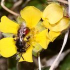 (3) Die seltene Fingerkraut-Sandbiene (Andrena potentillae) ...