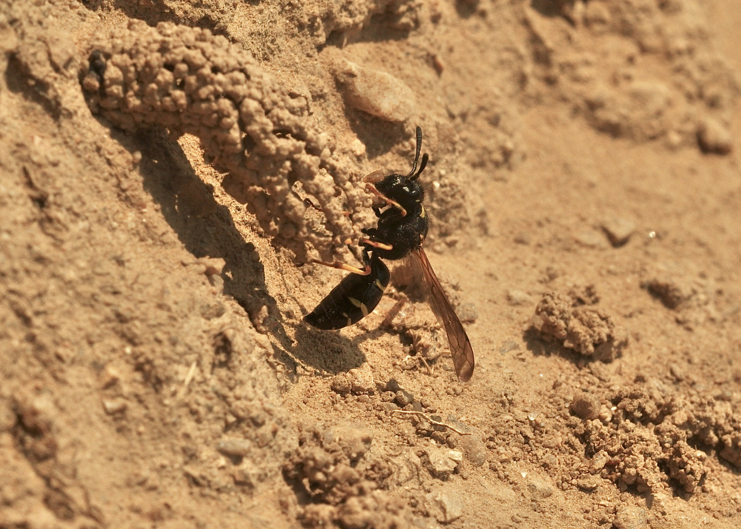 (3) Die seltene SCHORNSTEINWESPE ODYNERUS SPINIPES