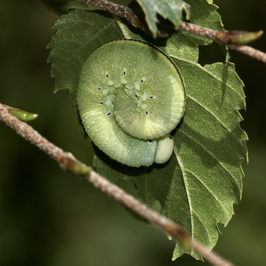 (3) Die sicher 3,5 Zentimeter lange, ausgewachsene Raupe ...