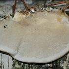 (3) Die Striegelige Tramete (Trametes hirsuta) auf Birkentotholz