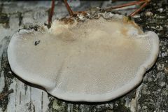 (3) Die Striegelige Tramete (Trametes hirsuta) auf Birkentotholz