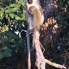 (3) Die Südliche Grüne Meerkatze, "Vervet Monkey"  (Chlorocebus pygerythrus)