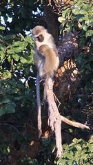 (3) Die Südliche Grüne Meerkatze, "Vervet Monkey"  (Chlorocebus pygerythrus)