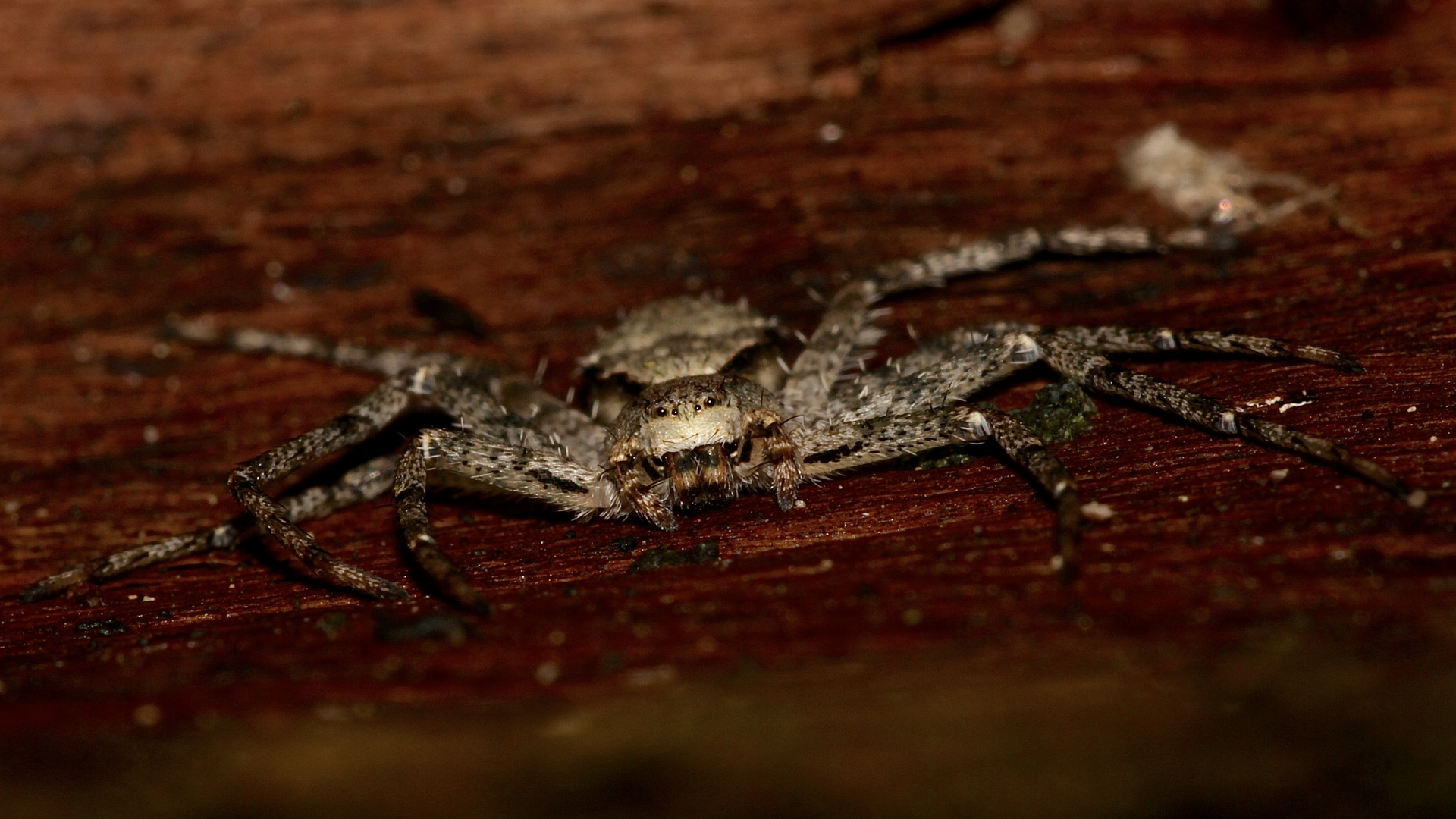 (3) Die verbreitete Laufspinne PHILODROMUS MARGARITATUS