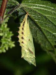 (3) Die Verpuppung des Tagpfauenauges (Aglais io)