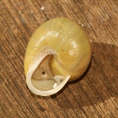 (3) Die Weißmündige (Garten-)Bänderschnecke (Cepaea hortensis)