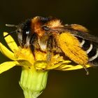 (3) Die (wie so viele) gefährdete Wildbienenart DASYPODA HIRTIPES