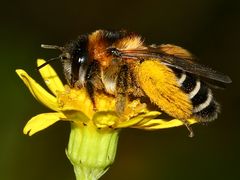 (3) Die (wie so viele) gefährdete Wildbienenart DASYPODA HIRTIPES