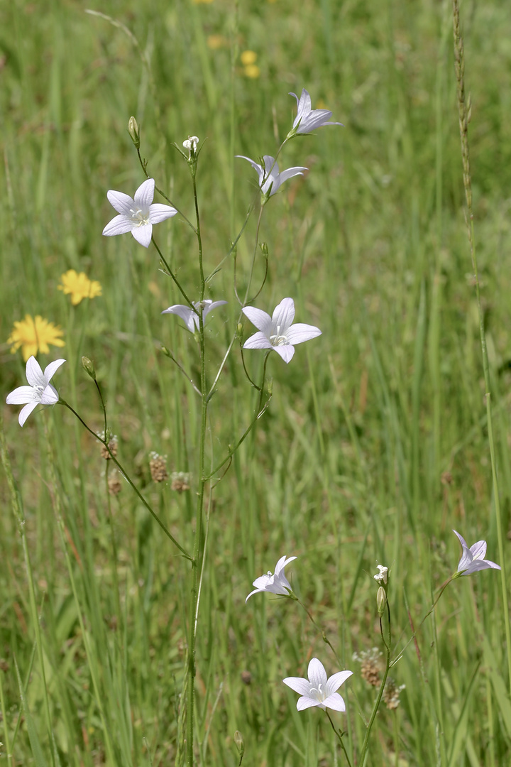 (3) Die Wiesen-Glockenblume (Campanula patia) ...