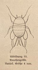 (3) Die winzige Ameisengrille (Myrmecophila acervorum) ...