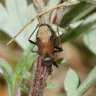 (3) Die zu den Sichelwanzen (Fam. Nabidae) gehörende ...