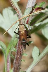 (3) Die zu den Sichelwanzen (Fam. Nabidae) gehörende ...