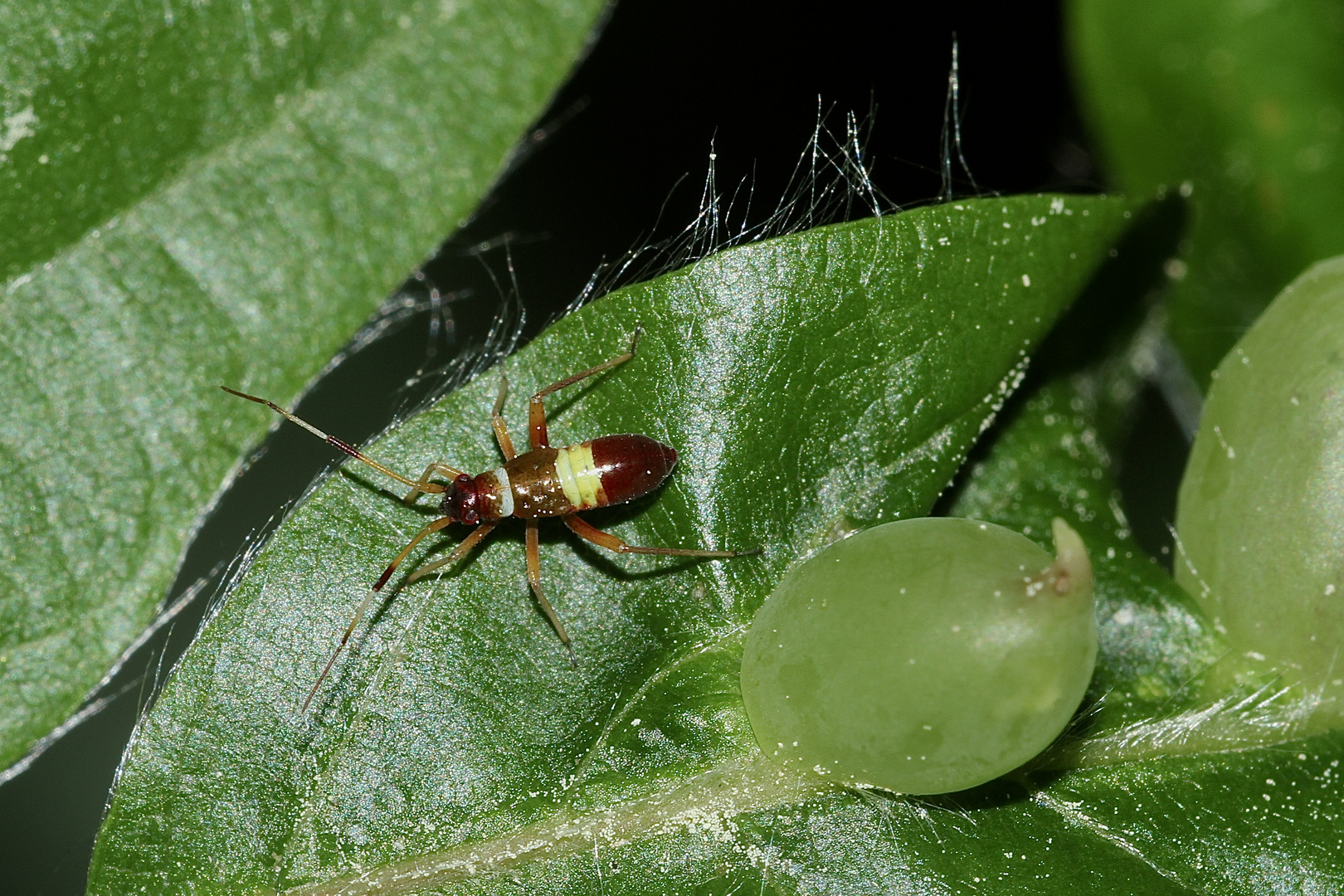 (3) Die Zweikeulen-Weichwanze (Closterotomus biclavatus) ...