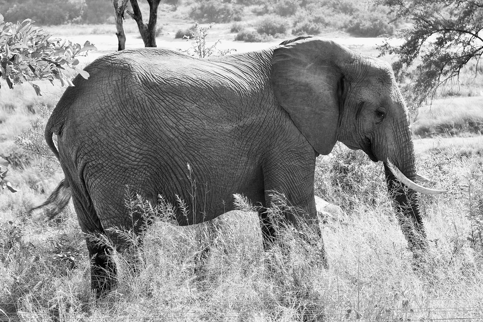 (3) Drei imposante Tiergestalten der afrikanischen Steppe in schwarz-weiß