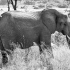 (3) Drei imposante Tiergestalten der afrikanischen Steppe in schwarz-weiß
