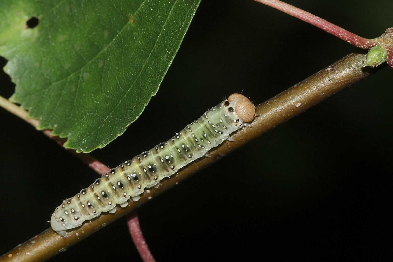 (3) Drei Raupenstadien des Gelbhorn-Eulenspinners (Achlya flavicornis)