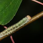 (3) Drei Raupenstadien des Gelbhorn-Eulenspinners (Achlya flavicornis)