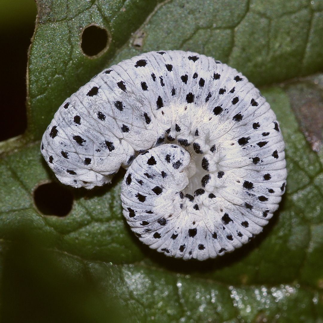 (3) Drei schöne Blattwespenlarven der Gattung TENTHREDO (Fam. Tenthredinidae)