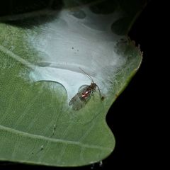 (3) Ectopsocus briggsi, eine Staublaus (Psocodea, früher: Psocoptera)