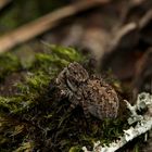 (3) Egal, wo es sich aufhält - das Weibchen der V-Fleck-Springspinne ...