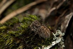 (3) Egal, wo es sich aufhält - das Weibchen der V-Fleck-Springspinne ...