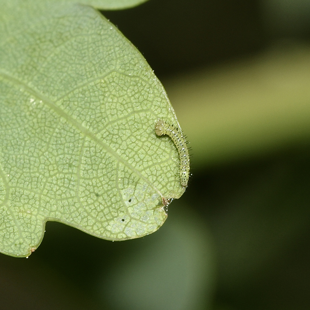 (3) Ei und Raupe des Dunkelgrauen Zahnspinners (Drymonia ruficornis) ...