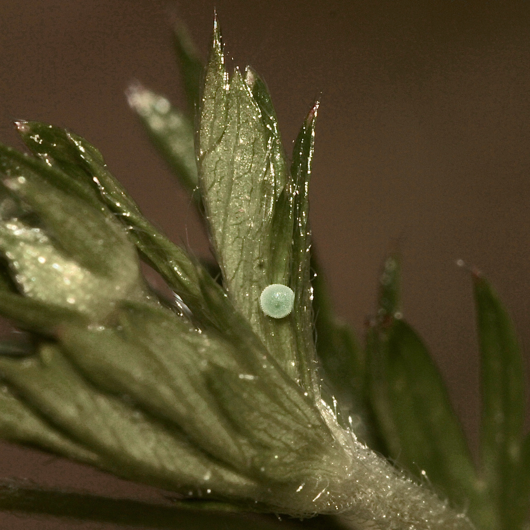 (3) Eiablage des Grünen Zipfelfalters an Fingerkraut (Potentilla sp.)