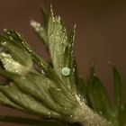 (3) Eiablage des Grünen Zipfelfalters an Fingerkraut (Potentilla sp.)