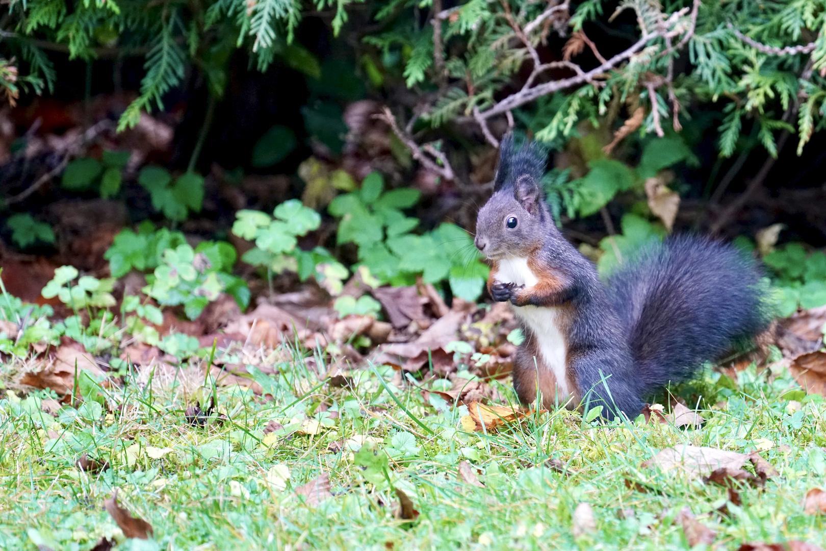 3 Eichhörnchen...