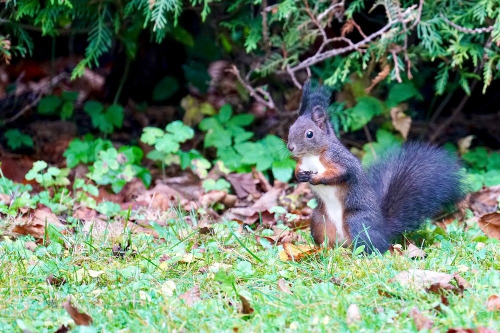 3 Eichhörnchen...