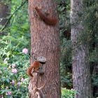 3 Eichhörnchen streiten am Futterhaus