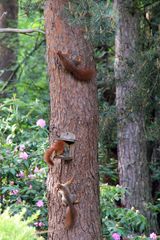 3 Eichhörnchen streiten am Futterhaus