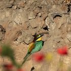 3 Eidechsen und ein Bunter Vogel