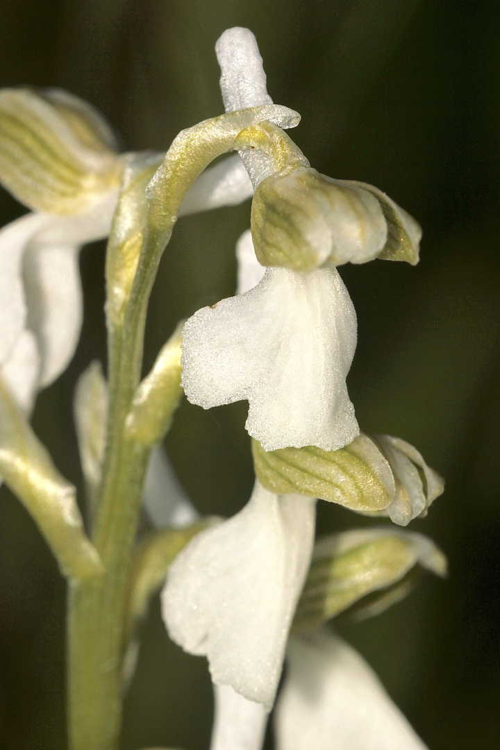 (3) Ein Albino des Kleinen Knabenkrautes (Anacamptis morio)