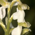 (3) Ein Albino des Kleinen Knabenkrautes (Anacamptis morio)