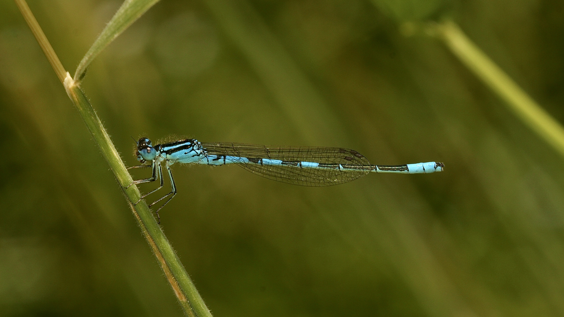 (3) Ein besonderer Fund: ein Männchen der GABEL-AZURJUNGFER (COENAGRION SCITULUM)