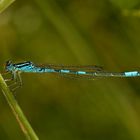 (3) Ein besonderer Fund: ein Männchen der GABEL-AZURJUNGFER (COENAGRION SCITULUM)