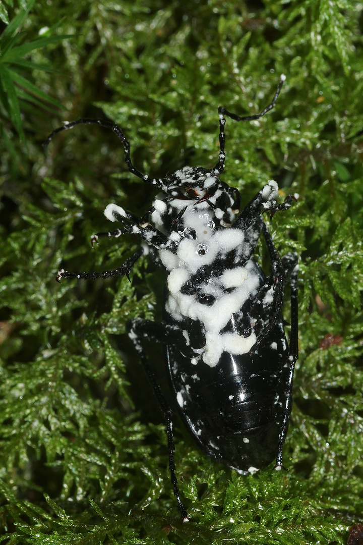 (3) Ein Blauvioletter Laufkäfer (Carabus intricatus)