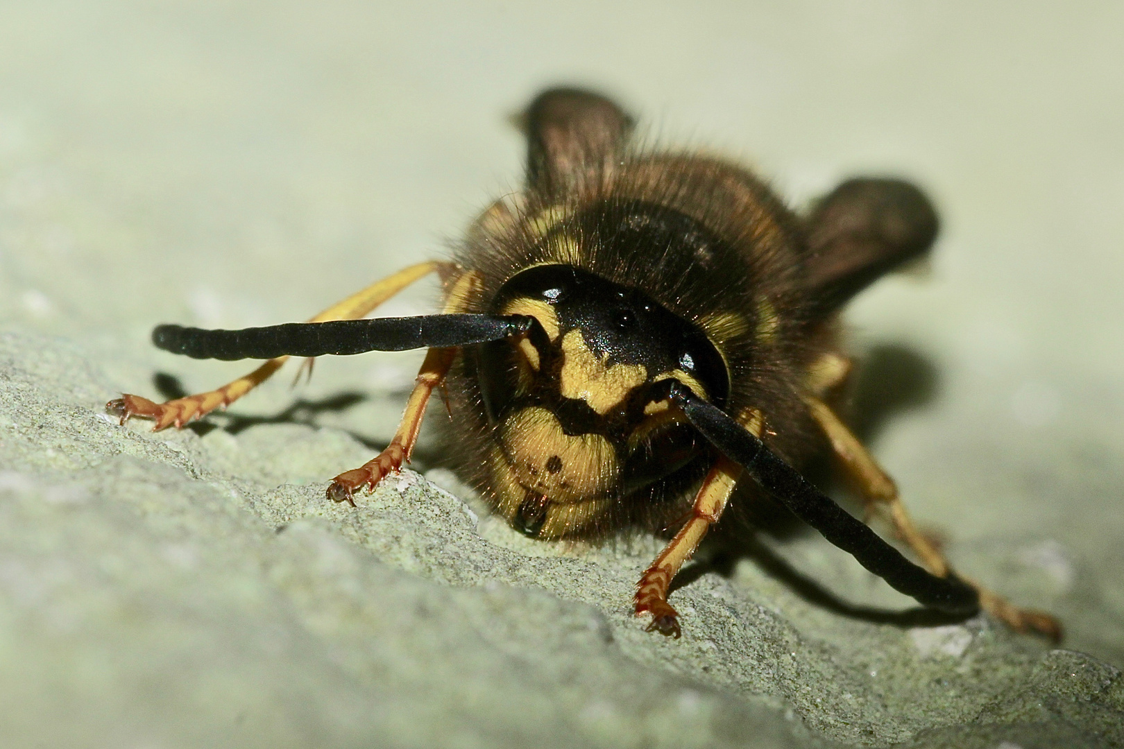 (3) Ein Drohn (Männchen) der Deutschen Wespe (Paravespula germanica)