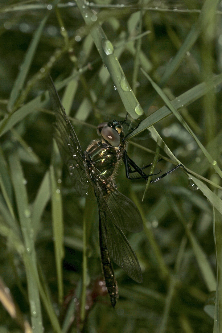 (3) Ein frisch geschlüpftes Männchen der Glänzenden Smaragdlibelle (Somatochlora metallica)