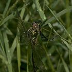 (3) Ein frisch geschlüpftes Männchen der Glänzenden Smaragdlibelle (Somatochlora metallica)